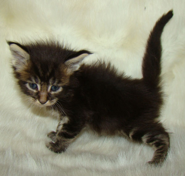     Catsvill County!   !    !       !!!    Catsvill County +7-926-544-74-09     .   ,   ,   ,    ,   ,  ,     ,   -,    ,   !
